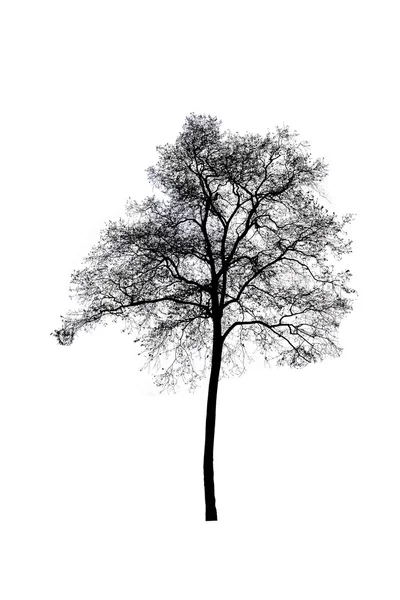 Dead tree isolated on white background — Stock Photo, Image