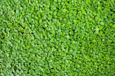 Kalkan Pennywort, Gotu kola grup