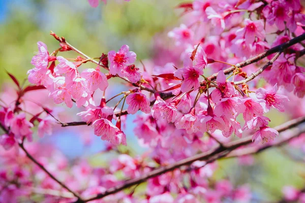 Fiore rosa, Ciliegia selvatica himalayana in fiore Prunus cerasoides — Foto Stock