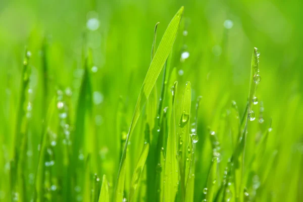 Zielona mokra trawa z rosą na ostrzach. Płytki DOF — Zdjęcie stockowe
