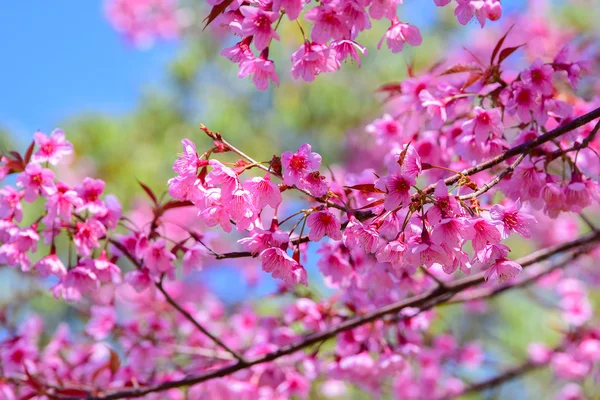 Fiore rosa, Ciliegia selvatica himalayana in fiore Prunus cerasoides — Foto Stock