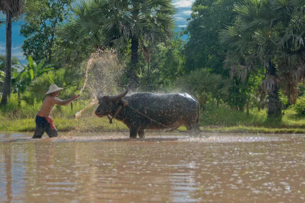 Agricultores no campo na ásia, estão arando com búfalo de água — Fotografia de Stock