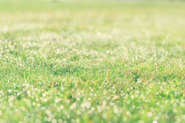 Çim doğal arka planlar