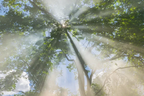 Sonnenstrahlen, die durch Bäume scheinen — Stockfoto