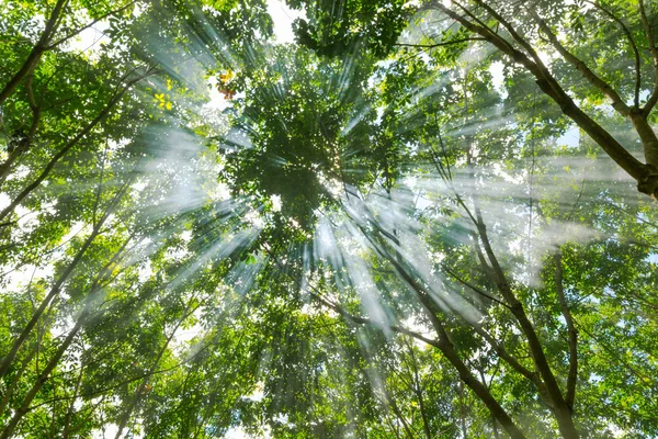 Sonnenstrahlen, die durch Bäume scheinen — Stockfoto