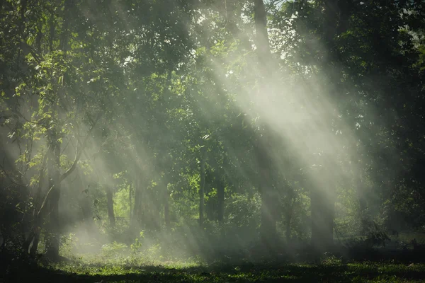 Sonnenstrahlen, die durch Bäume scheinen — Stockfoto