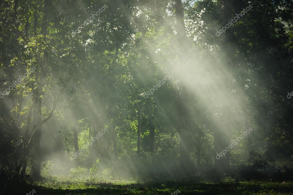 Фотообои Sun rays shining through trees