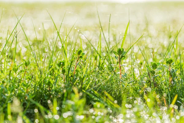 Fondo bokeh natural de hierba verde con gota de rocío en el tiempo fresco de la mañana —  Fotos de Stock