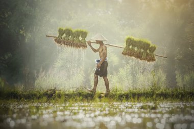 Farmers carry rice seedlings on a shoulder in the rainy season clipart