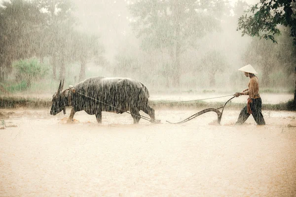 Los agricultores en el campo en Asia, están arando tierra para el cultivo de arroz con búfalo de agua en temporada de lluvias, mientras que las fuertes lluvias — Foto de Stock