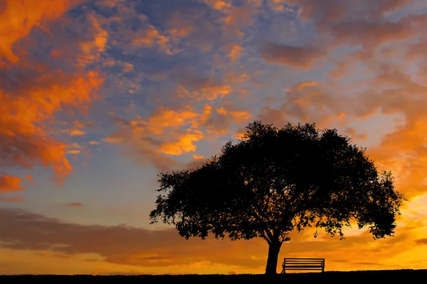 Eenzame grote boom silhouet tegen het avondrood — Stockfoto