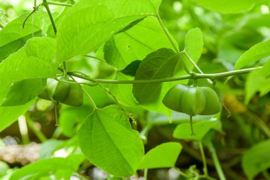 Yakın Sacha InChI fıstık taze kapsül meyve ağacı üzerinde tohum.