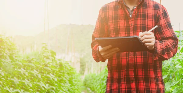 Розумний фермер використовує технологічний додаток в планшеті для перевірки аналізу росту за технологіями в сільськогосподарській галузі — стокове фото