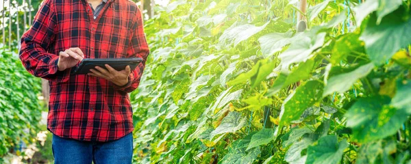 Розумний фермер використовує технологічний додаток в планшеті для перевірки аналізу росту за технологіями в сільськогосподарській галузі — стокове фото