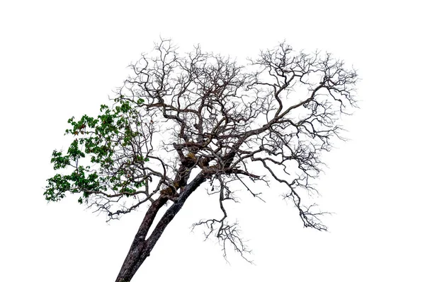 Dead branches tree isolated on white background — Stock Photo, Image