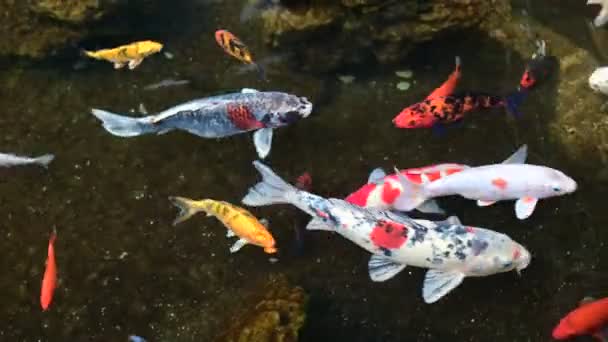Ikan koi berenang di kolam dengan refleksi bayangan air. Kelompok dari berbagai warna koi ikan mas besar berenang di kolam — Stok Video