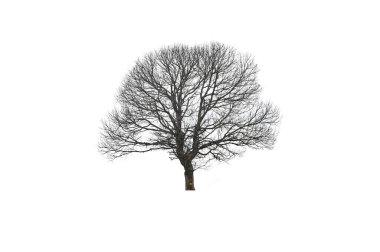 Beyaz arkaplanda izole edilmiş ölü dallar