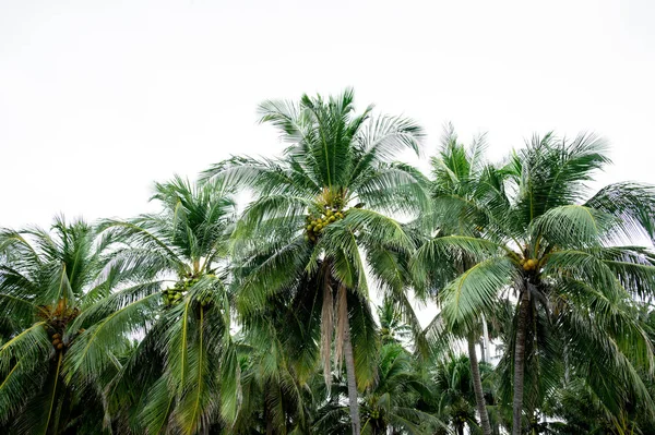 Arboleda Fila Coco Palmeras Selva Tropical Sobre Fondo Cielo Blanco —  Fotos de Stock