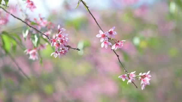 Цветок вишни, качающийся на ветру, закрывает маленький розовый цветок растения, качающегося на ветру. — стоковое видео