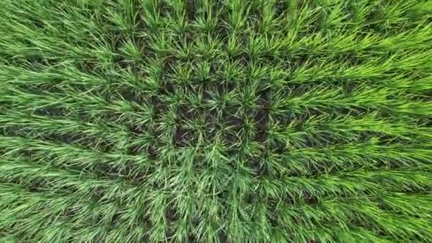 Campo di riso verde erba paesaggio sfondo con drone zoom out scena. — Video Stock