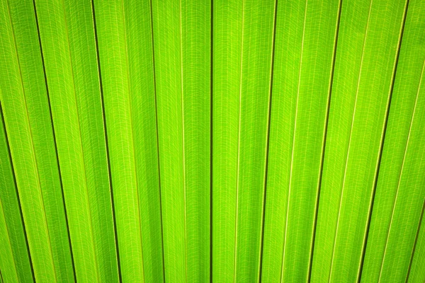 Texture de feuille de palmier — Photo