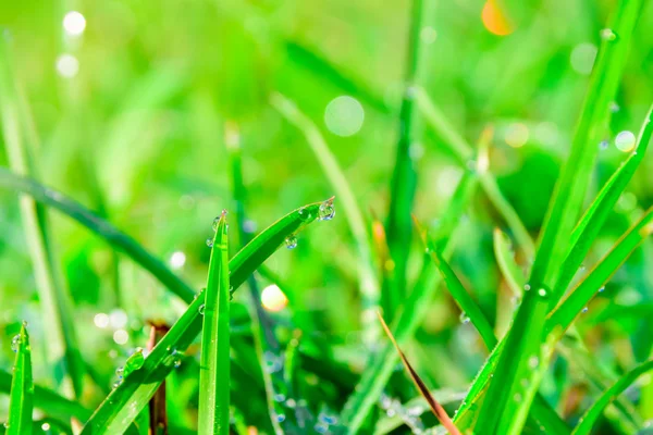 鲜草，露水滴落近处 — 图库照片