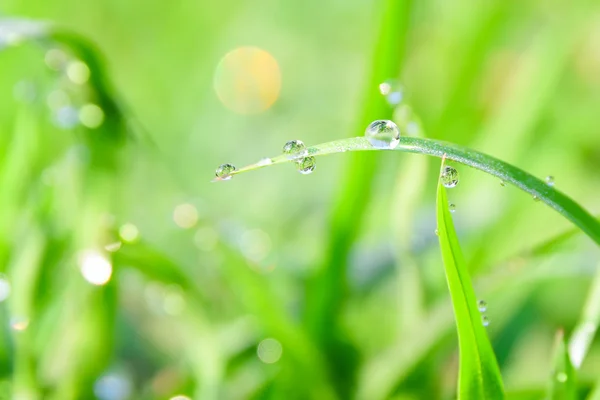 鲜草，露水滴落近处 — 图库照片