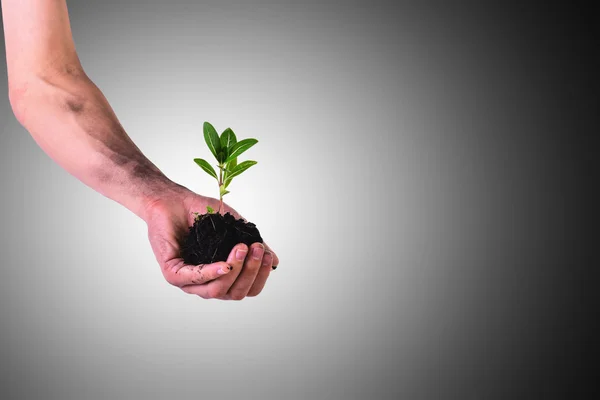 Manos sosteniendo una pequeña planta verde (crecimiento empresarial y nuevo concepto de vida) centrada en la planta —  Fotos de Stock