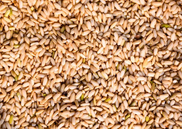 가까이 현미의 거친 쌀 — 스톡 사진