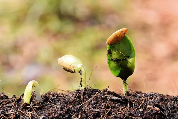 Zaailing plant groeit van de grond — Stockfoto