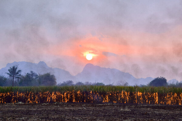 Sugar cane burning