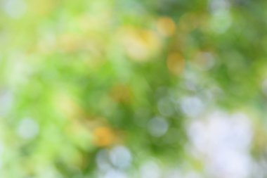 Bokeh arka plandan yaprak yeşil.