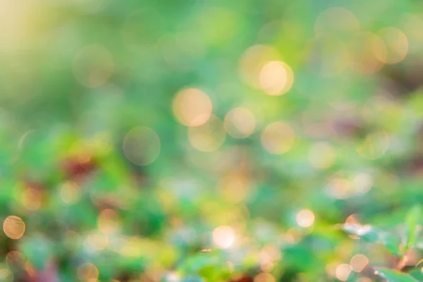 Bokeh background from green leaf. — Stock Photo, Image