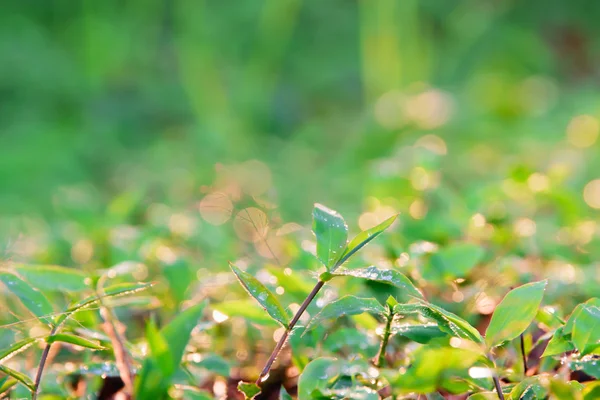 Bokeh Hintergrund aus grünem Blatt. — Stockfoto