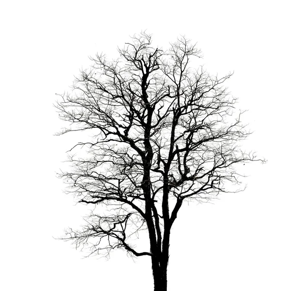 Dead tree silhouette. dry tree without leafs isolated — Stock Photo, Image