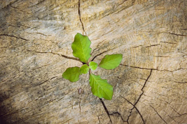 Top view ,strong seedling growing in the center trunk tree as a Concept of support building a future.. — Stock Photo, Image