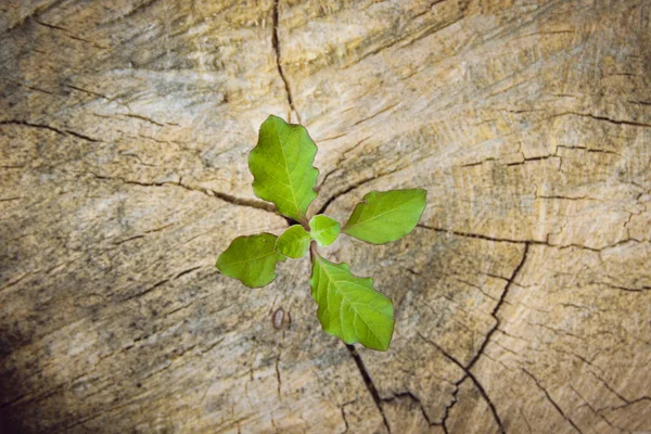 Vista superior, plántulas fuertes que crecen en el tronco central del árbol como un concepto de apoyo para construir un futuro .. — Foto de Stock