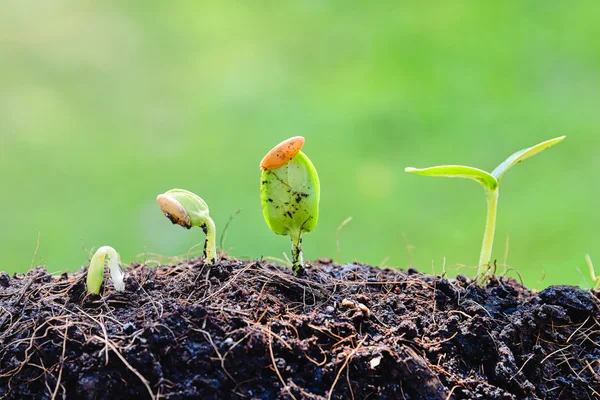 Planta de plántulas que crece del suelo —  Fotos de Stock