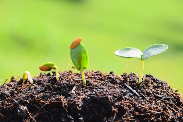 Piantina di semenzaio che cresce dal suolo — Foto Stock