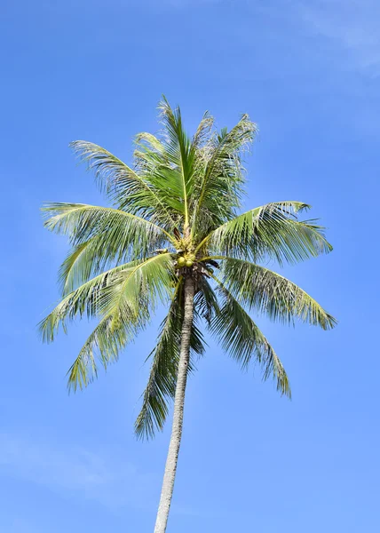 Árbol de coco y cielo claro —  Fotos de Stock