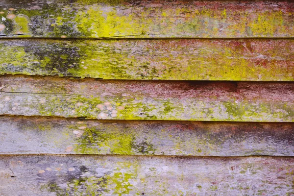 Madeira velha log mofado closeup — Fotografia de Stock