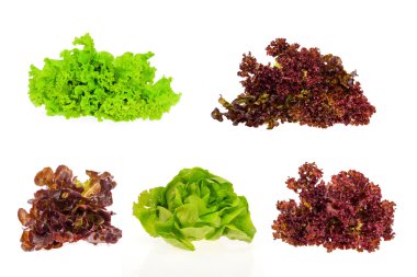 Closeup of fresh hydroponics  lettuce on white background