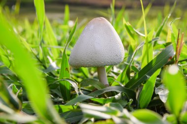Mushroom poisoning (mushroom toxicity)