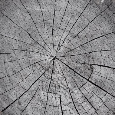 Timber crack,  for background design or  texture