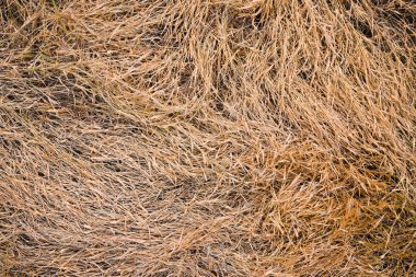 Dead grass,ellow grass from weedkiller ,herbicide