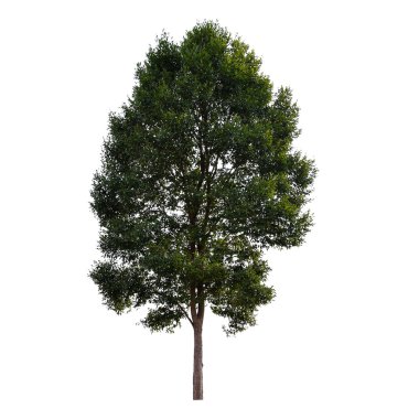 Beautiful green tree on a white background on high definition