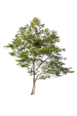 Beautiful green tree on a white background on high definition