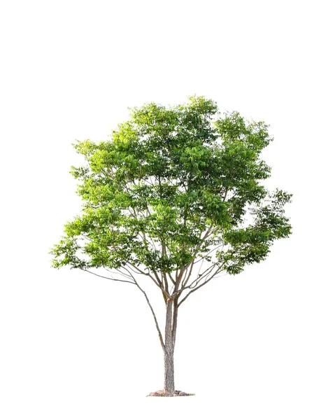 Beautiful green tree on a white background on high definition — Stock Photo, Image