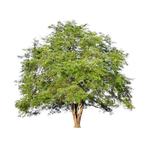 Beautiful green tree on a white background on high definition — ストック写真