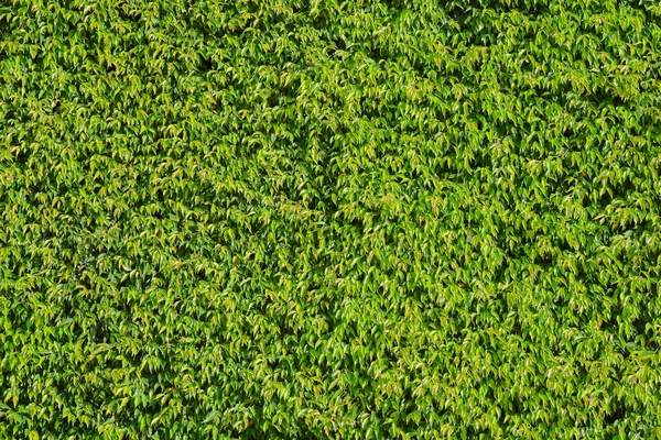 Zöld levelek fal háttér — Stock Fotó